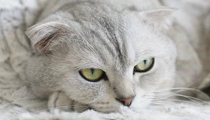 乐鱼体育登录-曼联锋线连线默契，红魔军团力争欧冠，曼联球迷叫红魔