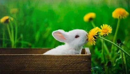 下载乐鱼体育APP-德甲球队采用脑电反馈技术提升比赛专注力，脑电反馈训练是伪科学吗