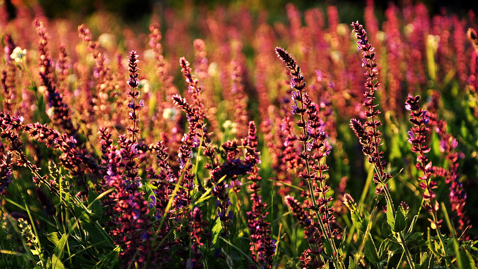 洛杉矶湖人开启“新战术体系”，冲击总冠军目标！，洛杉矶湖人队新闻