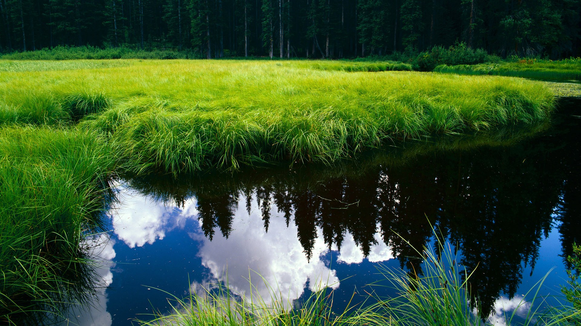 “费尔南多·比亚尔巴的进攻风暴，推动美洲狮队迈向更高目标”