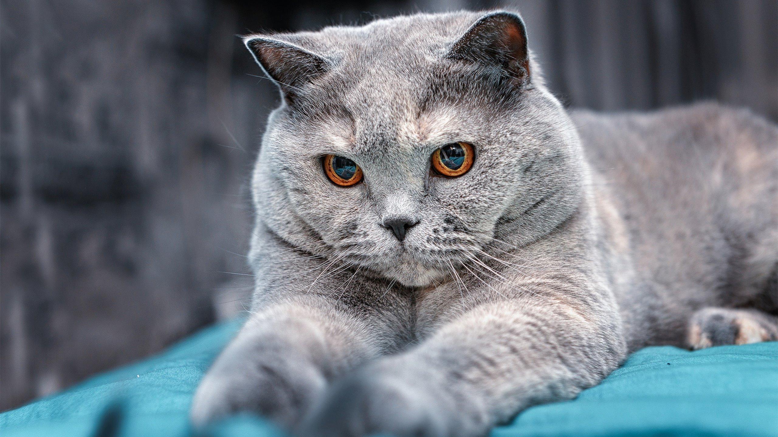 世界杯经典空中对抗：头球与空中飞人，空中球类比赛