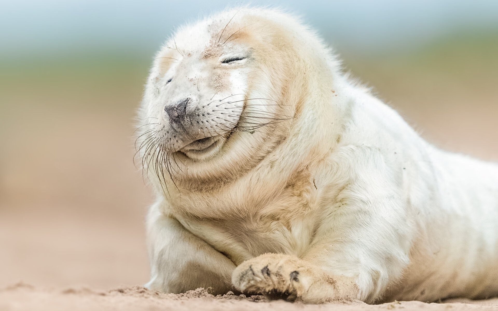 蛙泳比赛摩纳哥表现稳健，蛙泳竞速视频